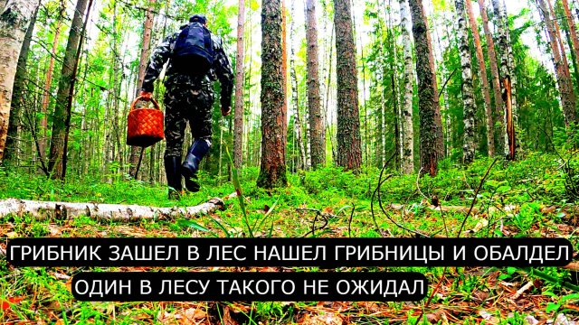 Грибник зашел в лес нашел ГРИБНИЦЫ и ОБАЛДЕЛ! Один с лесу такого не ожидал! Ягоды и Грибы 2025