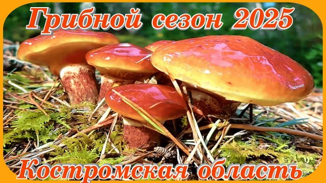 Грибной сезон 2025 В лес за маслятами Костромская область