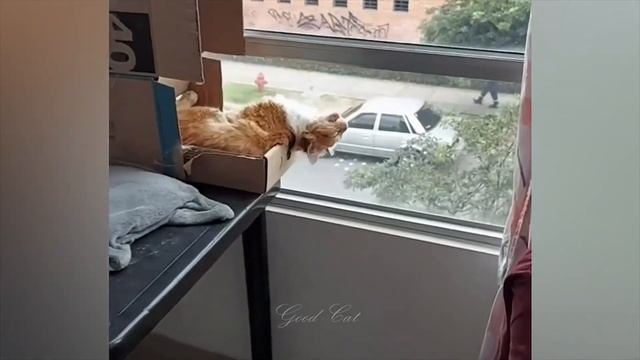 Смешные животные, часть 32