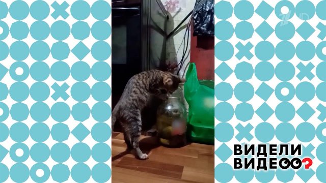 Кот, которого потянуло на соленое. Видели видео? Фрагмент выпуска от 14.09.2025