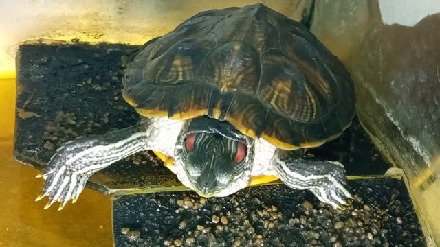 Красноухая черепаха 🐢 умывается с утра14-09-2025