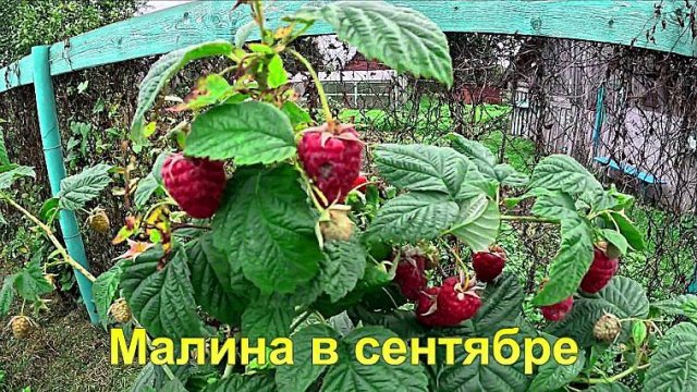 "Малина в сентябре 2025."#сад#огород#дача