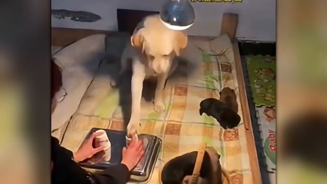 Такого Они Точно не Ожидали / Случаи с Животными, Снятые на Камеру