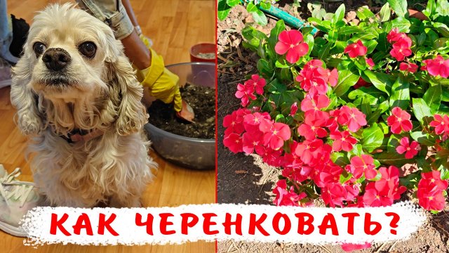 7 причин черенковать катарантусы! Все тонкости черенкования катарантусов