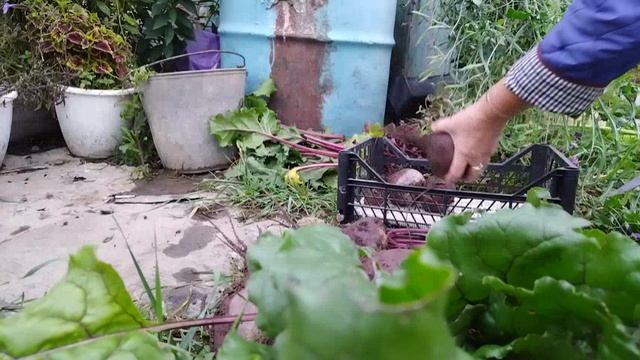 Я на даче,сезон заканчивается.