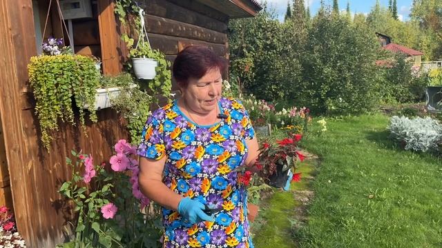 ЧЕРЕНКУЮ ЦВЕТЫ ДЛЯ ПОСАДКИ НА СЛЕДУЮЩИЙ СЕЗОН.