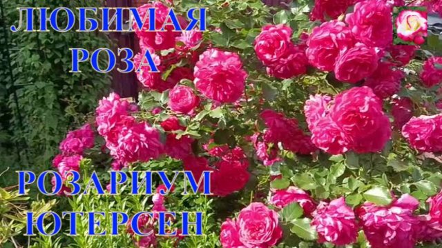 РОЗАРИУМ ЮТЕРСЕН. ПРОБЛЕМНАЯ РОЗА?