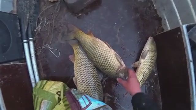 ВОТ ЭТО РЫБАЛКА! ПОЛНАЯ ЛОДКА ОГРОМНЫХ КАРАСЕЙ