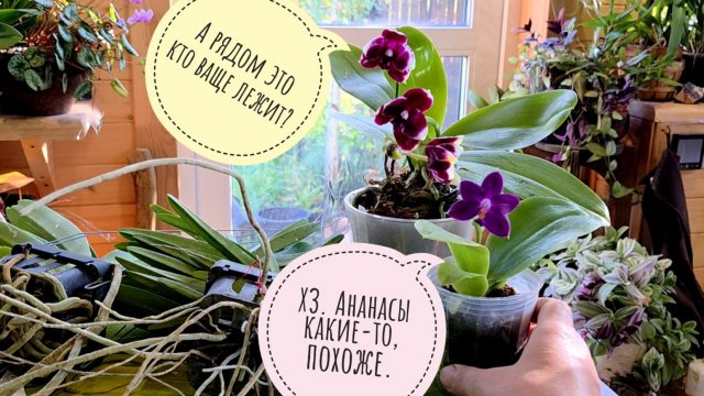 Распаковка покупок и подарков с Орхидиума. Сколько там орхидей? Тест нового ракурса съёмки