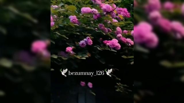 индиская песня 😉🕊💙ну со народ жэлям по индиям дэки 😁🔥тири лищню дума тя дати цэрэ