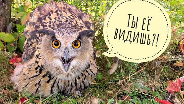 Зачем сове погадка? Сова Ёль показывает! Жирненький ёжик борется с мисочкой червячков, объедает всех