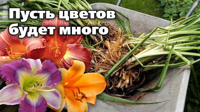 Размножение лилейников. Правила, инструменты и сроки