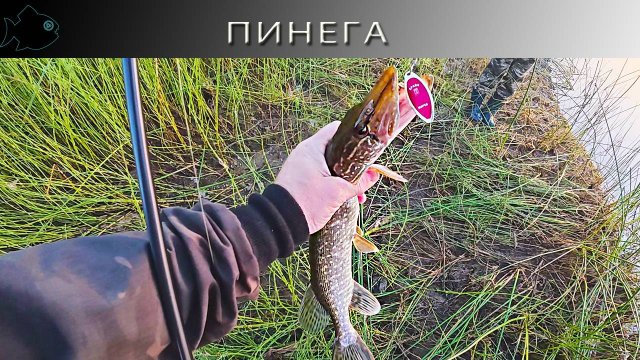 Спиннинг на реке Пинега