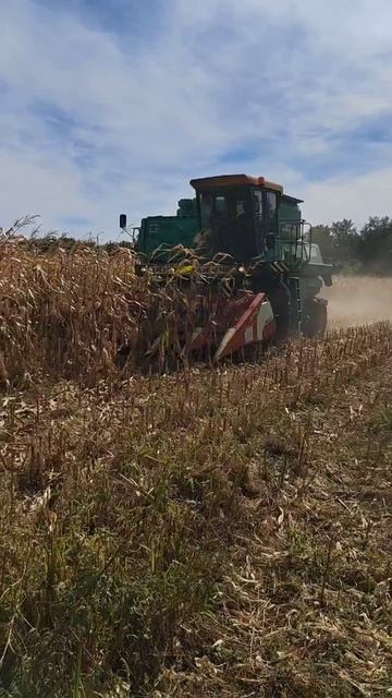 кукуруза 🌽 как у Тома Круза
