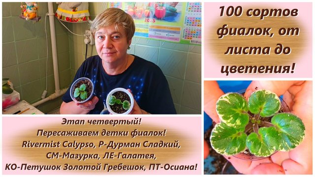 100 сортов фиалок, от листа до цветения! Этап четвертый! Пересаживаем детки фиалок!