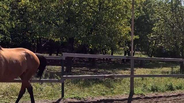 Обучение лошади. Напрыгиваем на свободе