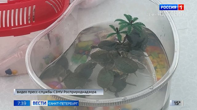 Вести Санкт-Петербург. Выпуск 07.35 от 16.09.2025