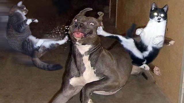 ПРИКОЛЫ С ЖИВОТНЫМИ ДО СЛЕЗ #203 Смешные КОТЫ И СОБАКИ Приколы