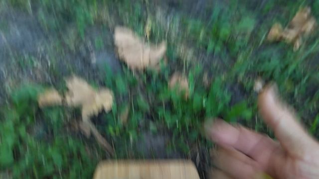 Гф ЗОЛОТОЙ ТЕЛЕЦ селекции Калугина В. М с потрясающим мускатом.