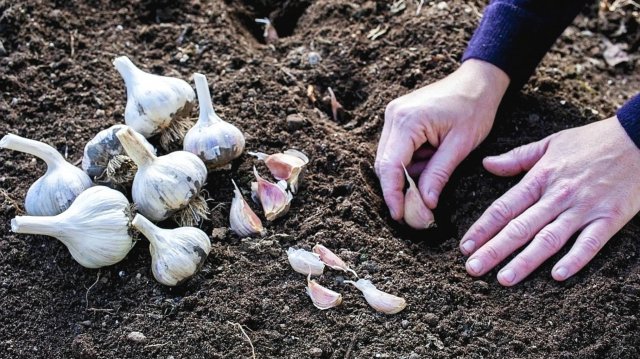 Как посадить чеснок осенью🍂🧄