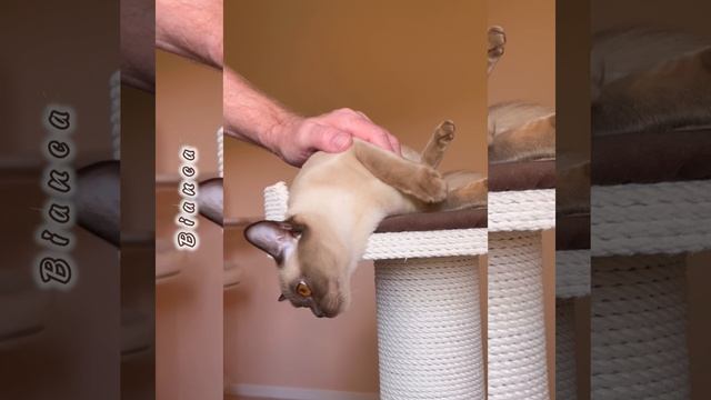 Бурманский котёнок шоколадного окраса Bianca Freya Way.