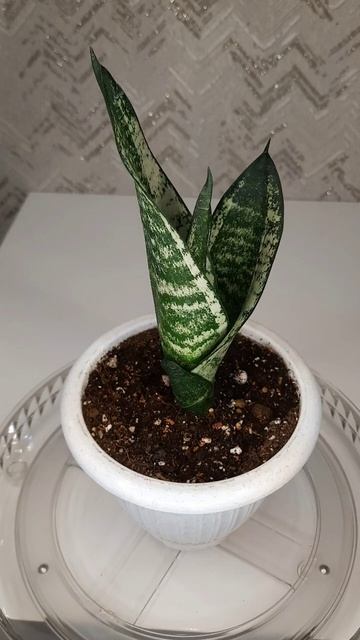 Сансевиерия Муншайн Каспер (Sansevieria Moonshine Casper)