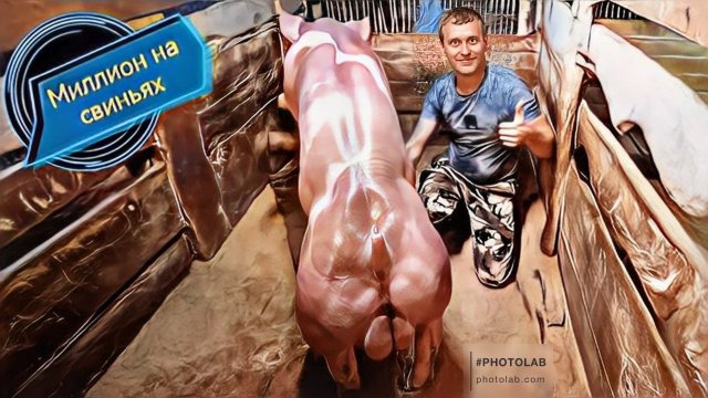 Посадил хряка "Принца" на фантом для сбора семени!