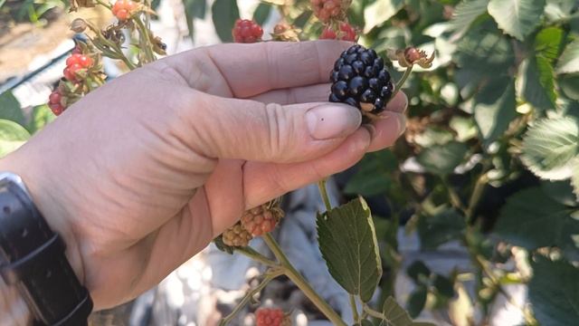 Ежевика Юхас, новый рем 17.09.25 г.