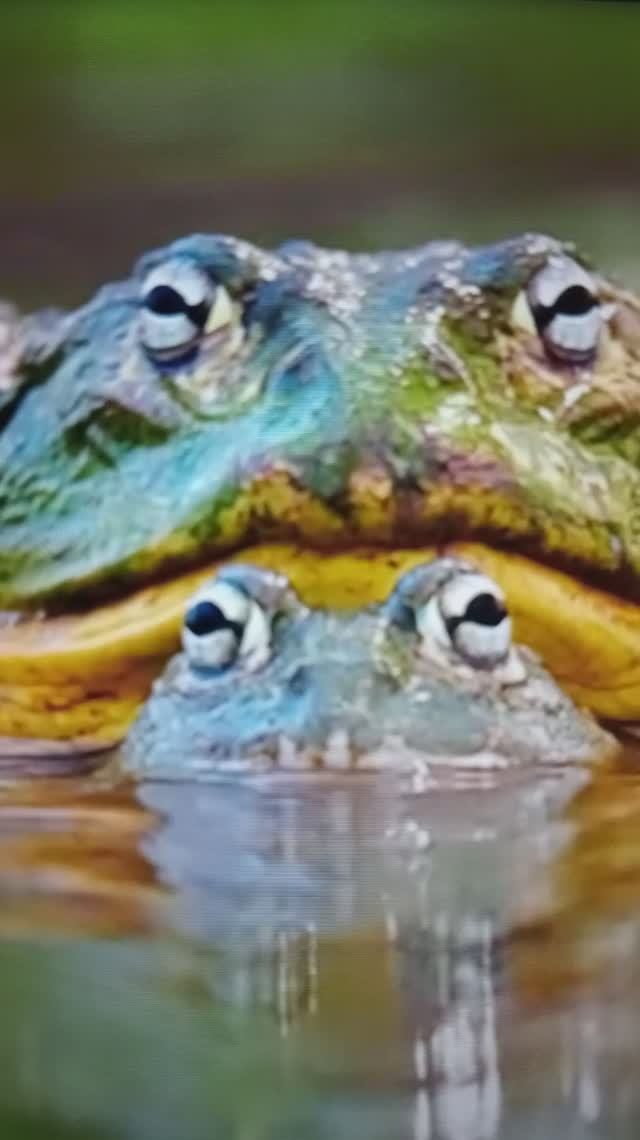Удивительные животные