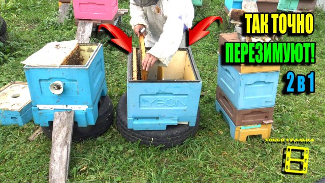 КАК ОРГАНИЗОВАТЬ 100% ЗИМОВКУ СЛАБЫХ СЕМЕЙ И ОТВОДКОВ НА УЛИЦЕ (НА ВОЛЕ)? ПЧЕЛОВОДСТВО 25-33