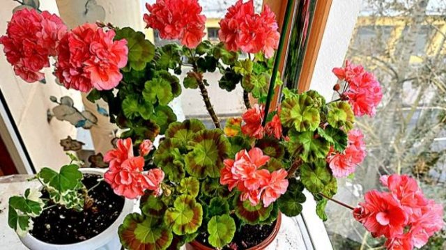 Как правильно обрезать пеларгонии осенью. От "пня" к пышному цветению весной