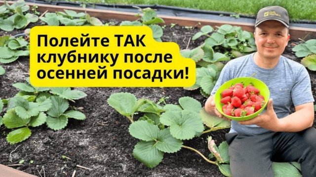 Осенняя посадка клубники — быстрый и лёгкий способ укоренения 🌿