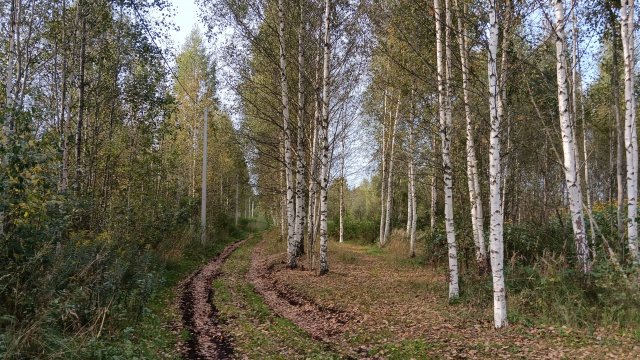 Прогуляемся вместе со мной и Диком по осеннему лесу. Приглашаю вас.