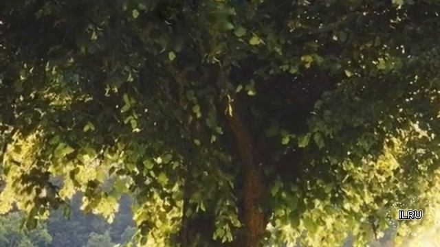 Истории из жизни|Как невеста потеряла любимого дза неделю до брака|Аудио рассказы|Аудиокниги слушать