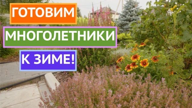 КАК ПРАВИЛЬНО ОТПРАВЛЯТЬ МНОГОЛЕТНИЕ РАСТЕНИЯ В ЗИМУ!