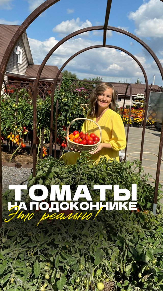🍅 Зимой тоже можно собирать свежие томаты прямо у себя дома!