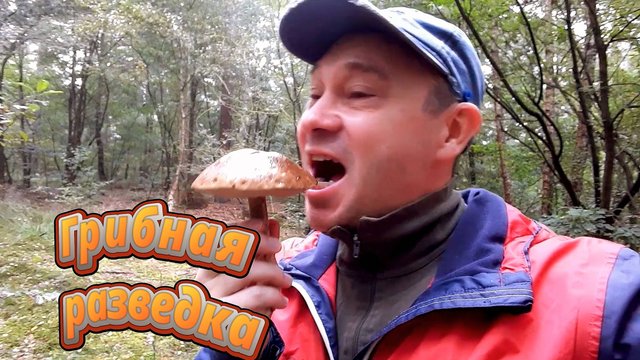 Грибная разведка