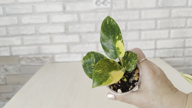 Мои новинки растений с выставки в Краснодаре ☘️🌸🌿😊