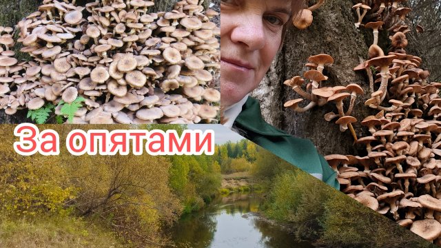 Сходила за опятами ,вспахали огород.