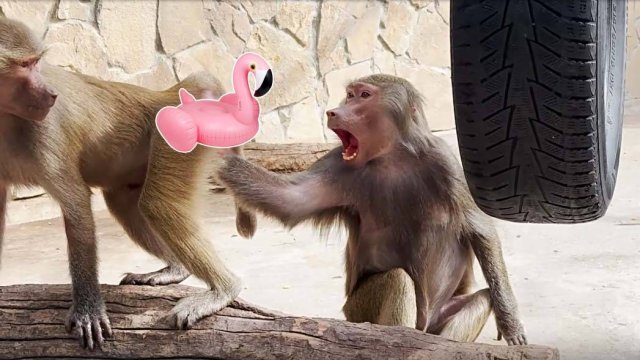 Люся, кто тебя на паспорт фоткал? Лида ВОЗМУЩЕНА! Елисей прячет за щеки и за Люсю и за Лиду! +Рокки