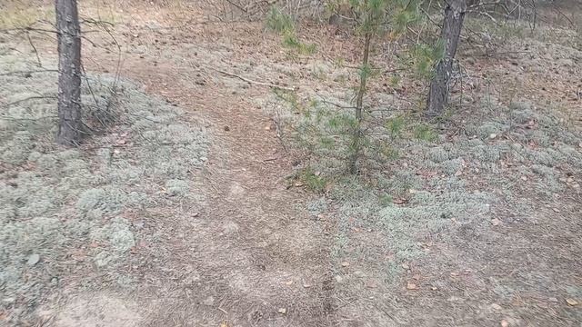 19-09-2025 года. Грибов 🍄🟫🍄🟫🍄🟫 мало нашли. Но свежим воздухом надышались.