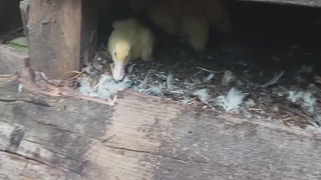 Опять лиса. Поможет ли служба 112? Жду звонка.