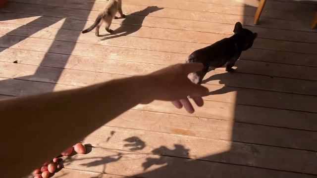 Часть 27. Кошка и Егор начинают дружить