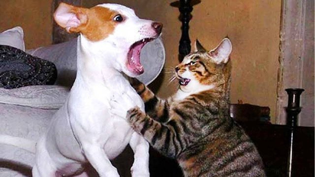 ПРИКОЛЫ С ЖИВОТНЫМИ ДО СЛЕЗ #207 Смешные КОТЫ И СОБАКИ Приколы
