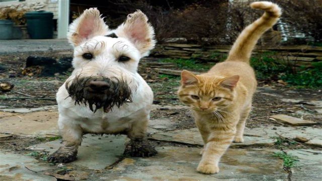 ПРИКОЛЫ С ЖИВОТНЫМИ ДО СЛЕЗ #208 Смешные КОТЫ И СОБАКИ Приколы