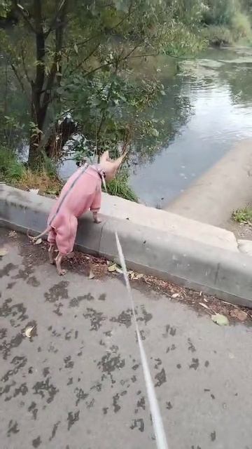 1000014325.mp4