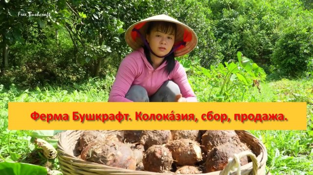 Ферма Бушкрафт в Пханге. Вьетнам. Колока́зия, сбор, продажа