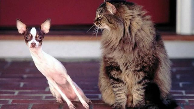 ПРИКОЛЫ С ЖИВОТНЫМИ ДО СЛЕЗ #209 Смешные КОТЫ И СОБАКИ Приколы