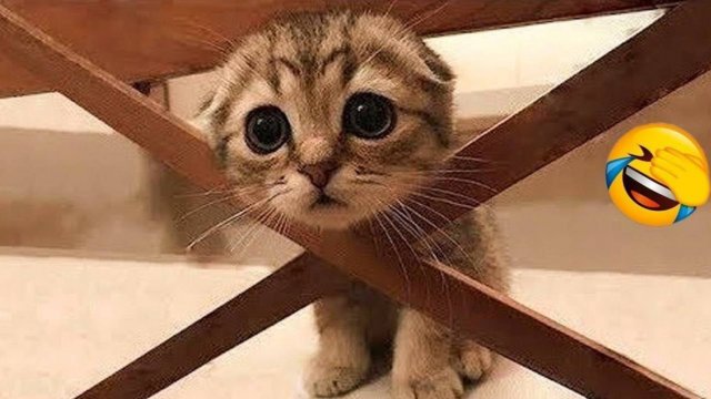 Приколы с котами 2025!😈Смешные коты 2025!👹СМЕШНОЕ ВИДЕО о Животных2025