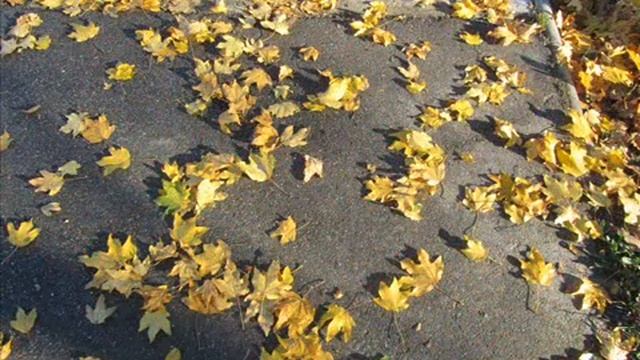THE LEAVES OF RED AND BROWN. mp4